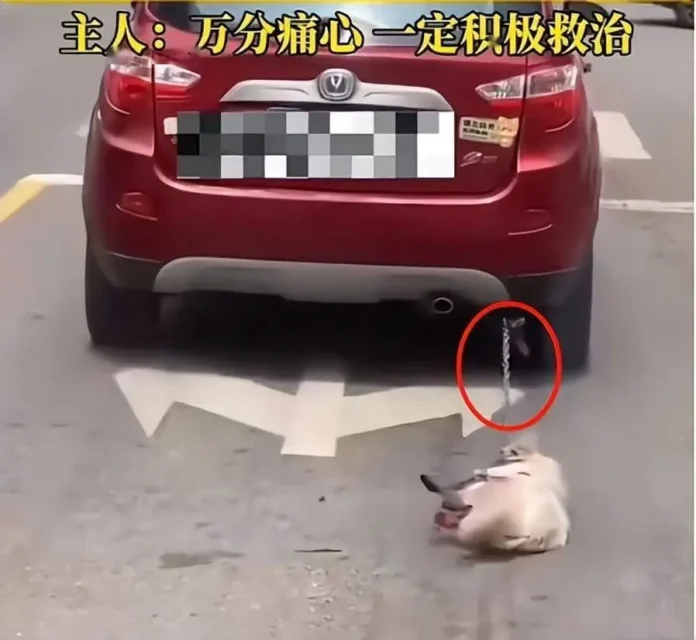 The 鲁Q 669FD Incident: How a Viral Video Transformed Animal Welfare